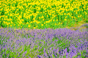 Blühender Lavendel und Sonnenblumen in der Provence