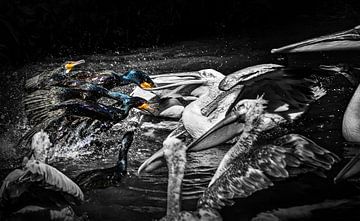 Aalschovers en pelikanen vechten om het eten (zwart-wit versie) van Chihong