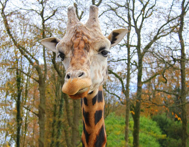 Giraffe. by Jose Lok