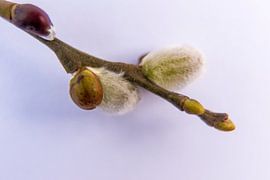 katjes tak by Marian van den Boogaard