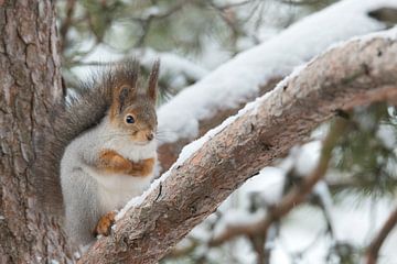 Ecureuil gris dans la neige sur Wiel Arets