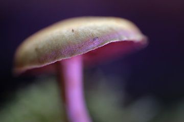 Purple paddenstoel III van Nienke Castelijns