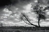 Black tree