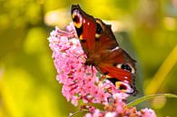 Dagpauwoog op de vlinderstruik von Lisa-Valerie Gerritsen Miniaturansicht