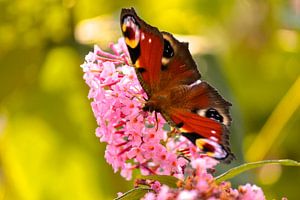 Dagpauwoog op de vlinderstruik sur Lisa-Valerie Gerritsen