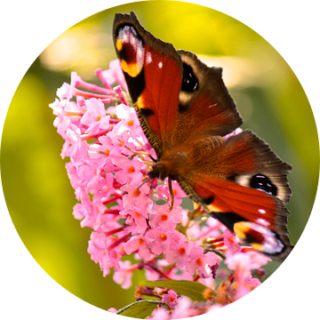 Dagpauwoog op de vlinderstruik van Lisa-Valerie Gerritsen