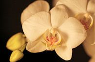 Orchidee von Cora Unk Miniaturansicht