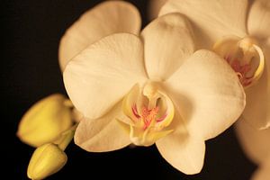 Orchidee
