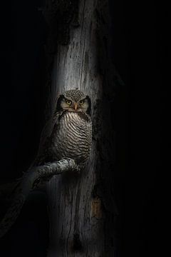 Sparrowhawk owl in Sweden by Erwin Stevens
