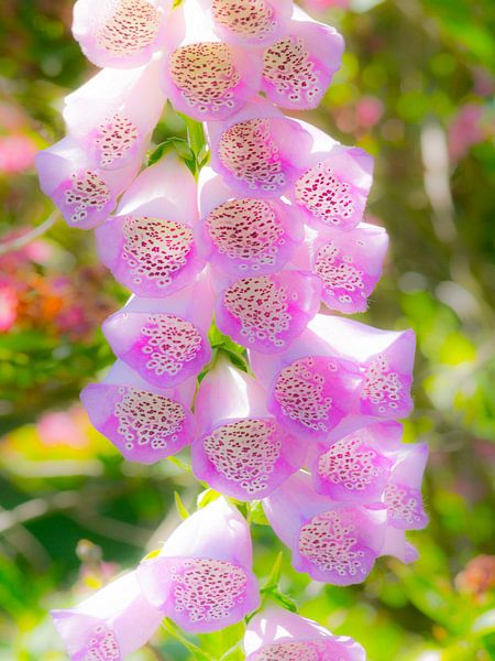 Digitalis by Mario de Lijser