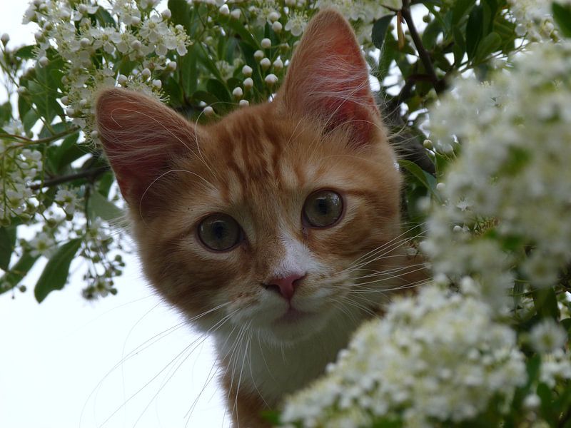 Red beauty by Marion van Kints