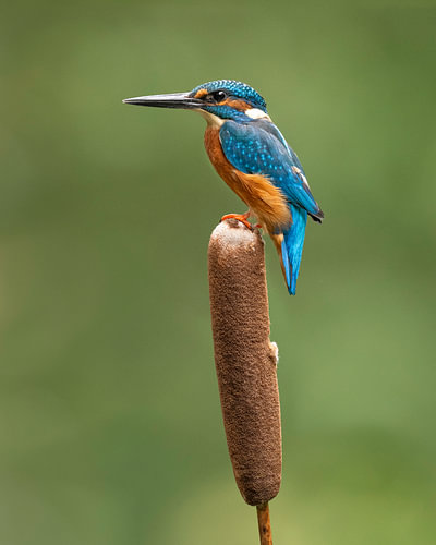 Eisvogel