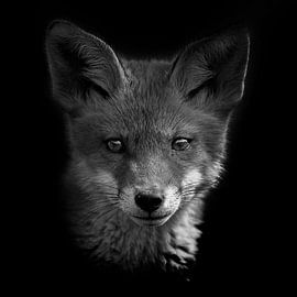 Jong vosje van Willem Klopper