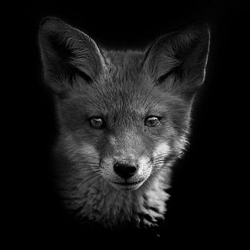 Young fox by Willem Klopper