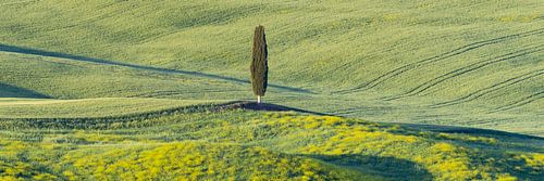 Cypres bij zonsopgang in de Val d'Orcia