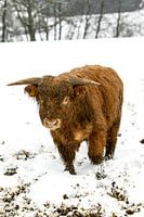 Maintenant, il a trouvé le photographe