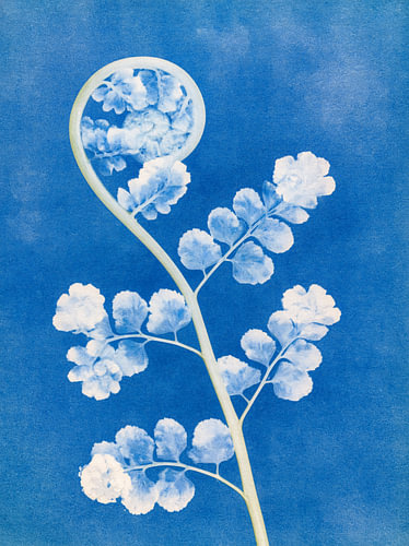 Die blaue Stille eines sich entrollenden Farns von But First Framing