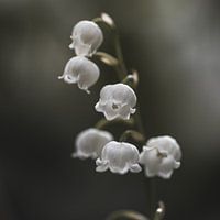 Spring memories