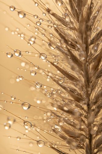 Een stukje grasaren (in warme kleuren)