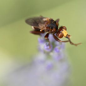 sooty brown crotch by Niek Goossen