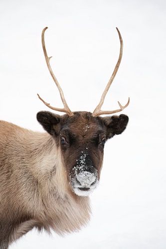 Portrait d'un renne curieux sur fond blanc en high-key sur Krijn van der Giessen