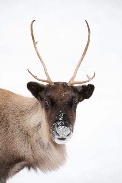 Portret van nieuwsgierig rendier met witte achtergrond in de sneeuw van Krijn van der Giessen