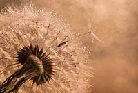 Warm brown and champagne tones: Fluff leaves the fluff ball