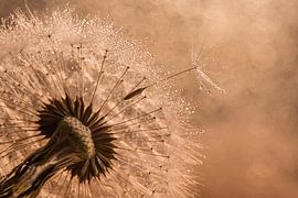 Des tons chauds de brun et de champagne : Fluffy laisse la balle duvet sur Marjolijn van den Berg