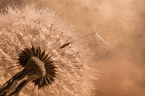 Warme bruin en champagne tinten: Pluisje verlaat de pluizenbol