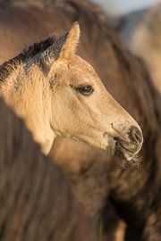 Horses | Konik horse foal in the herd - Oostvaardersplassen by Servan Ott