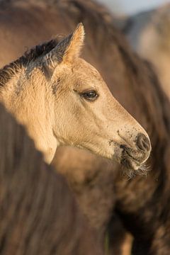 Paarden | Konikpaard veulen in de kudde - Oostvaardersplassen van Servan Ott