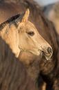 Paarden | Konikpaard veulen in de kudde - Oostvaardersplassen van Servan Ott thumbnail