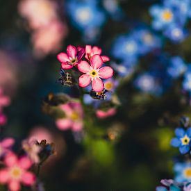 Pink and blue forget-me-nots by MdeJong Fotografie