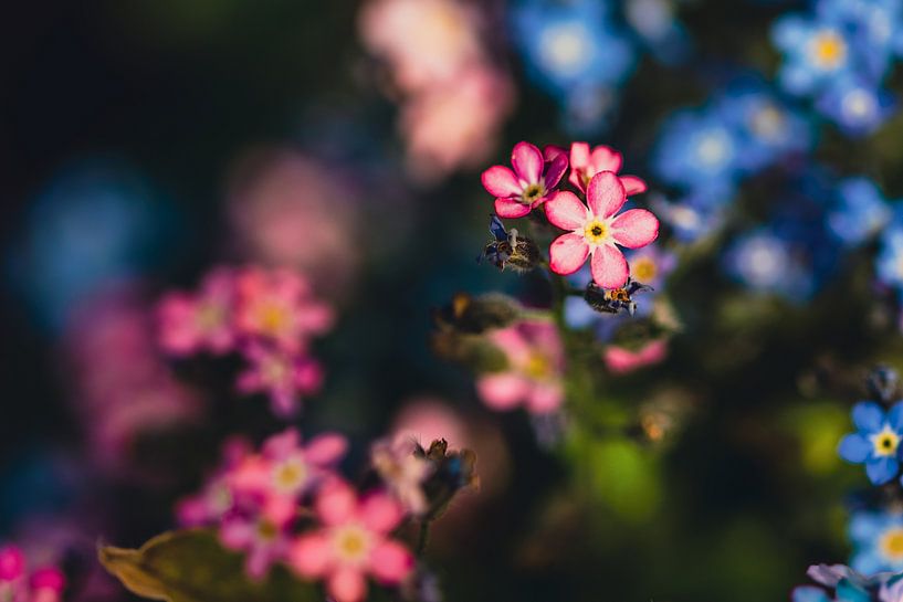 Pink and blue forget-me-nots by MdeJong Fotografie