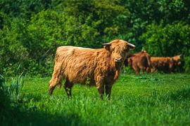 Scottish Highlander by Ingmar de Vegte | Fotografie & Design