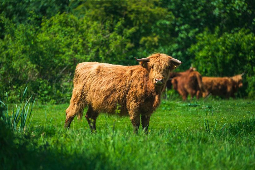 Schottischer Highlander von Ingmar de Vegte | Fotografie & Design