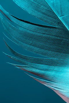 Plume d'oie en couleur sur Léonie's Art Gallery