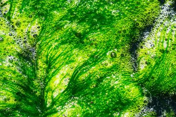 Abstracte groene algen