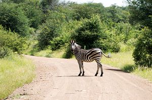 zebra in the kruger national reserve 
