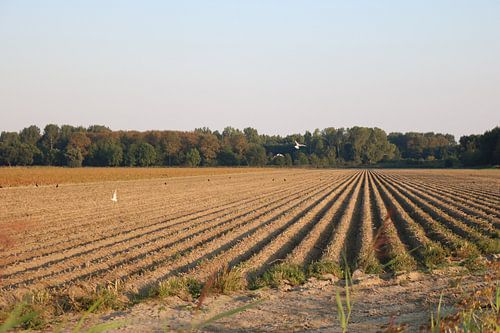 Ritme in het Land – Geploegd Veld in de Herfstzon