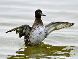 hybride duck by Walter Semay