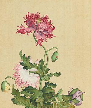 Opium poppy flowers, Giuseppe Castiglione