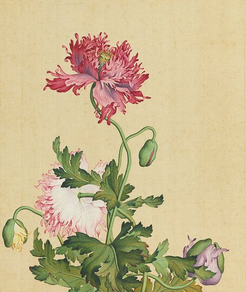 Fleurs de pavot à opium, Giuseppe Castiglione par Creative Masters Old Masters