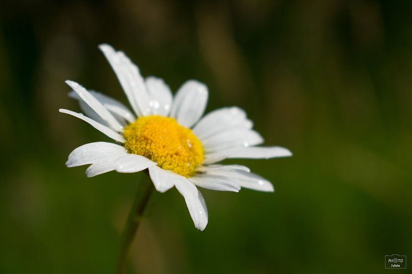 Gänseblümchen von Photo Julleke