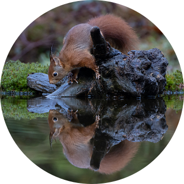 Eekhoorn met reflectie in water van Sylfari Photography