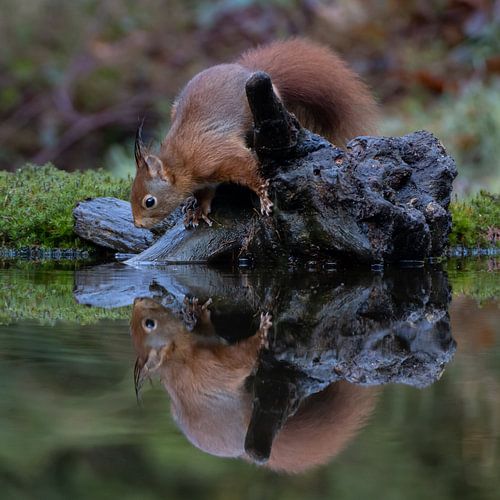 Squirrel with reflection in water