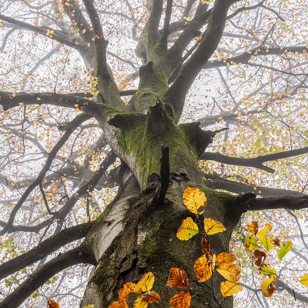 Beech autumn in the fog by Berthold Ambros