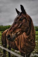 Paard in de wei