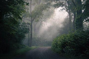 Dordrecht, Mist in Wantijnpark van Piotr Aleksander Nowak