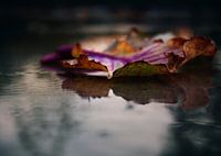 Autumn leaf